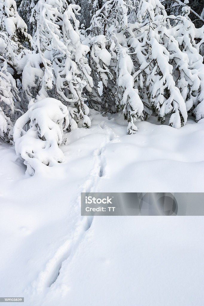 Impronta de Animal en la nieve - Foto de stock de Aire libre libre de derechos