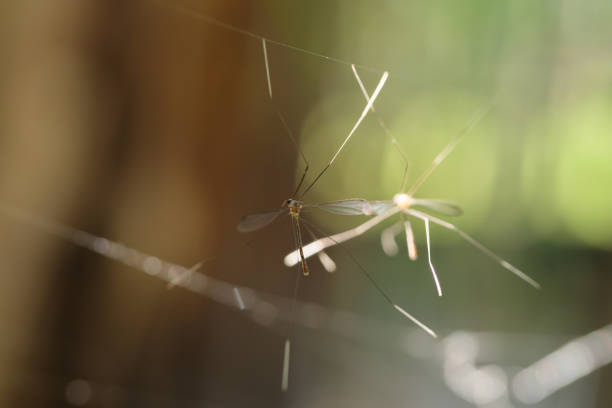 istock A macro shot of a crane fly 1591058044
