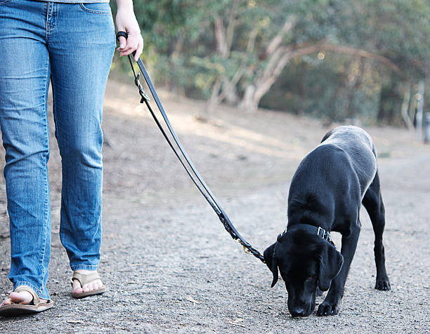 istock Black Labrador walks with her owner 159105931
