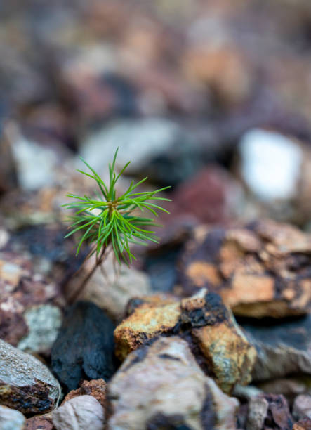 istock Green little tree in rocks 1591062394