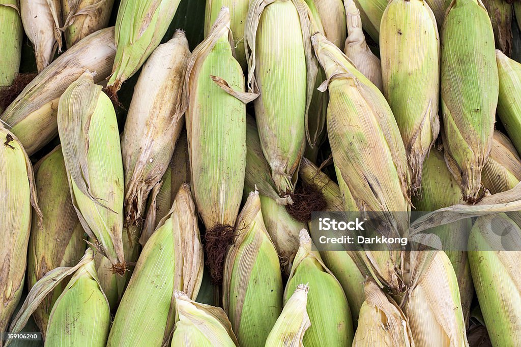 Molti maturo corns - Foto stock royalty-free di Cereale