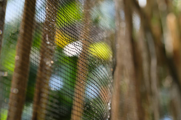 istock livestock animal protection abstract netting 1591062904