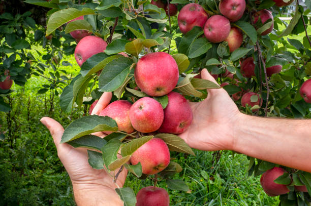 istock Hands picks red ripe apple. Red ripe apples on apple tree. 1591063409