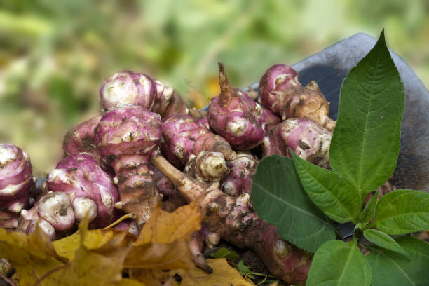 Heap of newly dug or harvested Jerusalem artichoke in a organic family farm field in a concept of food cultivation Heap of newly dug or harvested Jerusalem artichoke in a organic family farm field in a concept of food cultivation Artichoke stock pictures, royalty-free photos & images