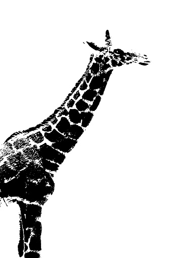 silhouette of giraffe model stand isolated on white background