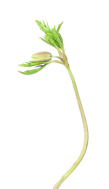 istock Anemone nemorosa isolated on white background 159107799
