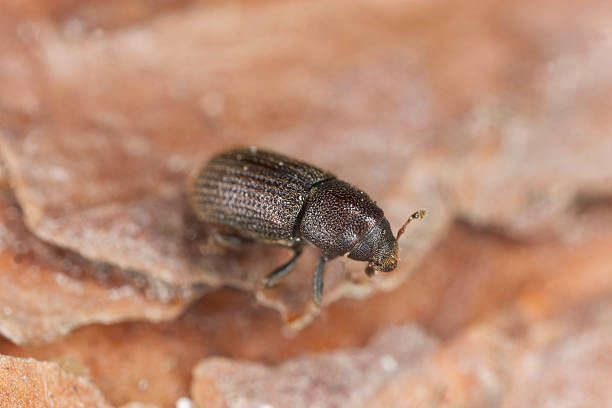 istock Bark borer beetle on wood, extreme close-up 159107805