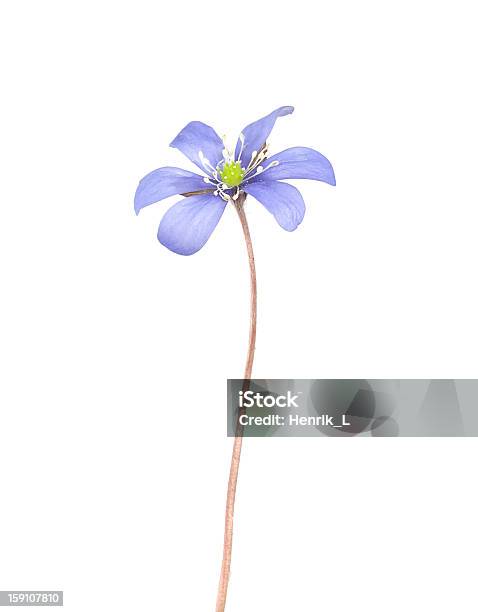 ノブリス Hepatica Liverleaf 白背景 - おしべのストックフォトや画像を多数ご用意 - おしべ, アネモネ, カットアウト