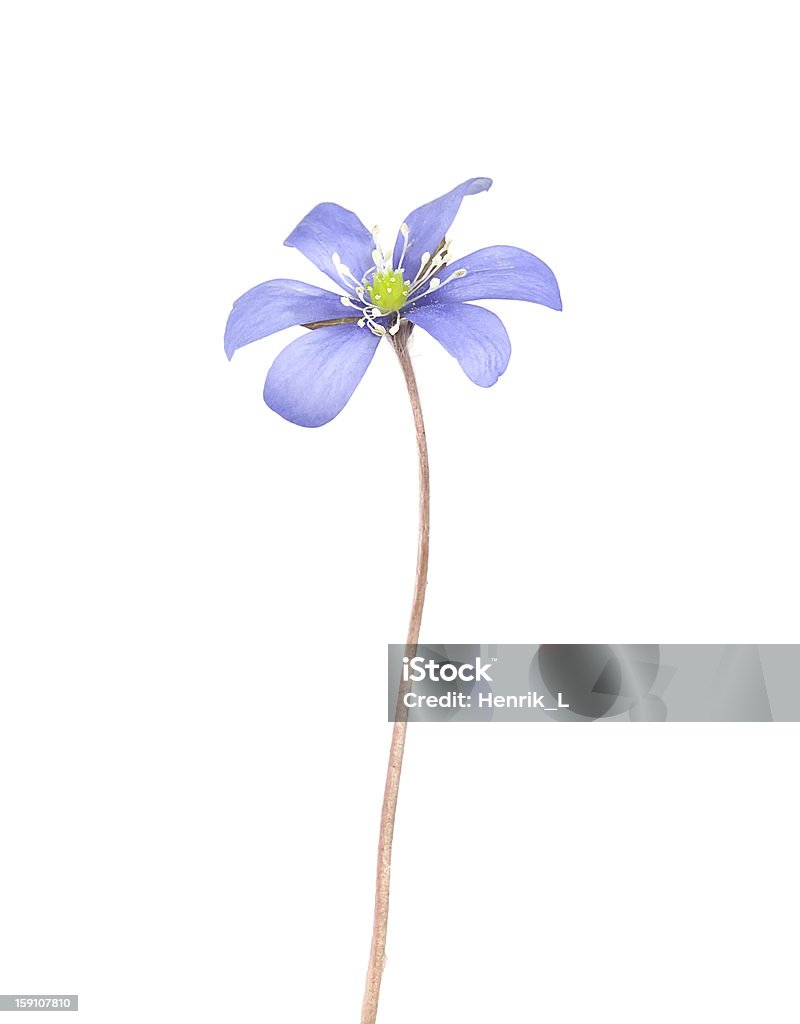 Liverleaf, hepatica nobilis isolado no fundo branco - Foto de stock de Angiospermae royalty-free