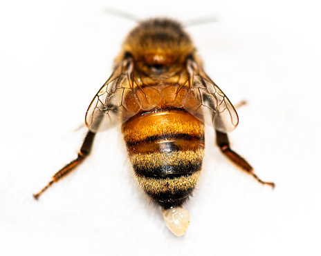 The bee has its sting out and is stroking it with its arms. Frontal portrait of the bee. Macro shot. White background. In daylight.