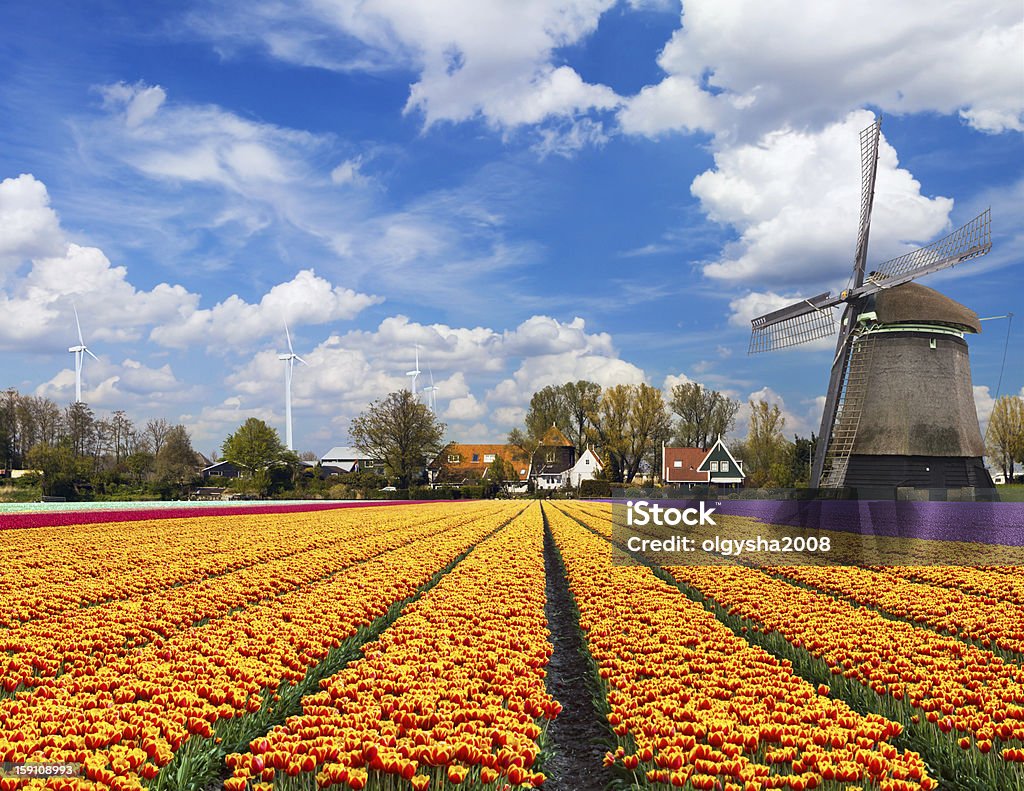 Dutch landscape Windmill with tulip field in Holland Abundance Stock Photo