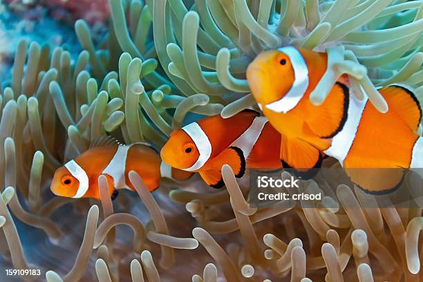 Pez Payaso Foto de stock y más banco de imágenes de Agua - Agua, Amphiprion akallopisos, Animal