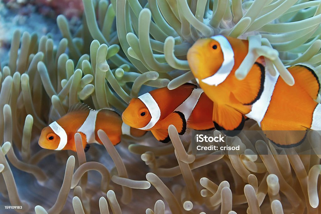 Clownfish Clownfish on the soft coral from philippine Anemonefish Stock Photo