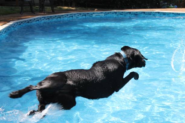 istock labrador retrievers playing fetch in the pool 1591093788