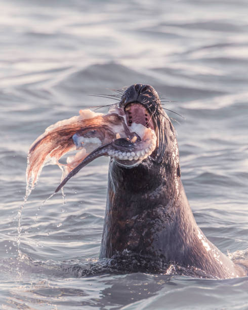 istock Sea lion devouring an Octopus at Dunedin NZ wildlife capital 1591093941