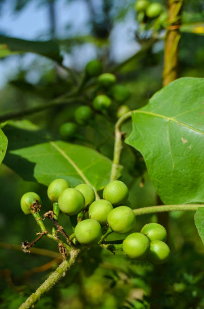istock Takokak, tekokak or eggplant (Solanum torvum) is a plant whose fruit and seeds are used as vegetables. 1591093944