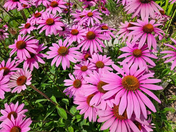 istock Pink Coneflowers In Summer Garden 1591094169