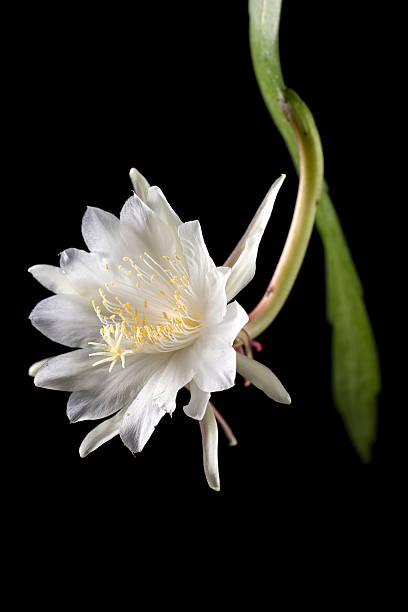 Epiphyllum pumilum against black background A catus species that is native to Mexico and Guatemala. The flowers are nocturnal, blooming at night and last only till morning, it produces a intense sweet fragrant. Close up shot of the flower. Taken against black background. night blooming cereus stock pictures, royalty-free photos & images