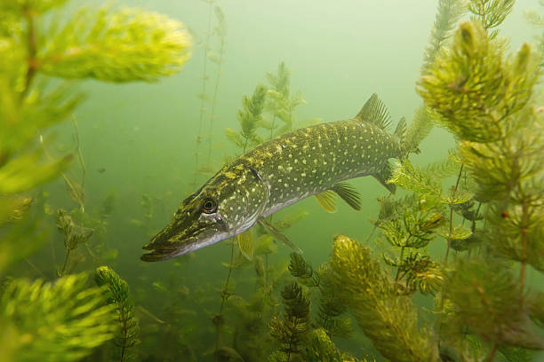 istock Pike in the lake 159111108