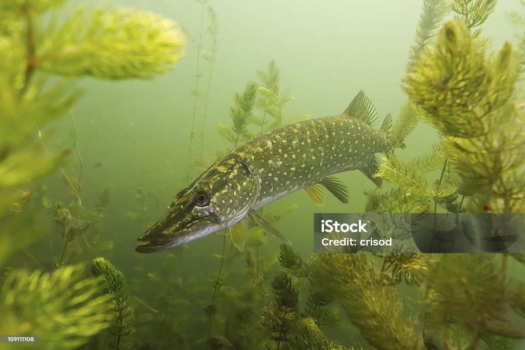 Pike in the lake Pike on the plants background Pike - Fish Stock Photo