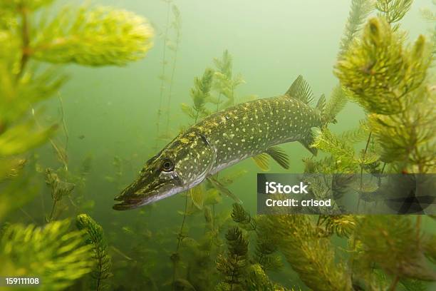 Pike In The Lake Stock Photo - Download Image Now - Pike - Fish, Underwater, Animal