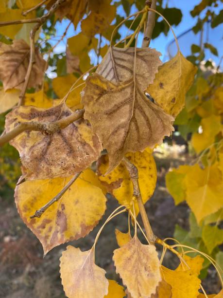 istock Yellow and Brown Autumn Leaves 1591113276