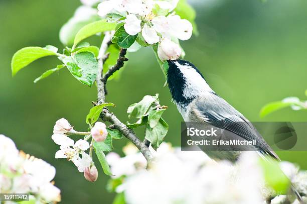 Carbonero Comiendo Una Manzana Flores Foto de stock y más banco de imágenes de Ala de animal - Ala de animal, Belleza de la naturaleza, Blanco - Color