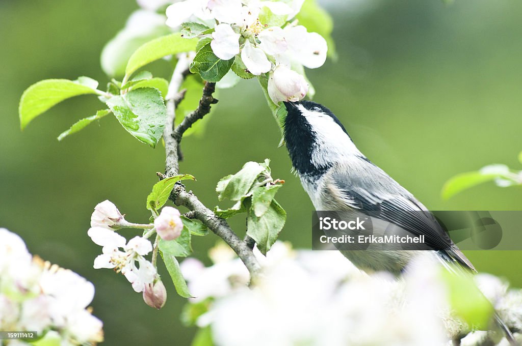 Гаичка eating an apple blossom - Стоковые фото Без людей роялти-фри