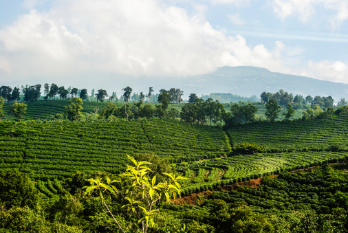 View of a intensive coffee plantation agriculture in costa rican mountains.