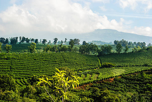 Costa Rica Coffee Plantation stock photo