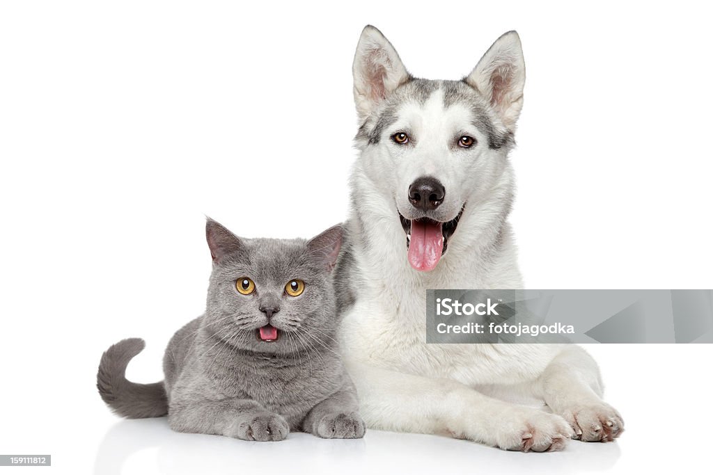 Cat and dog together on a white background Cat and dog together lying on a white background  Dog Stock Photo