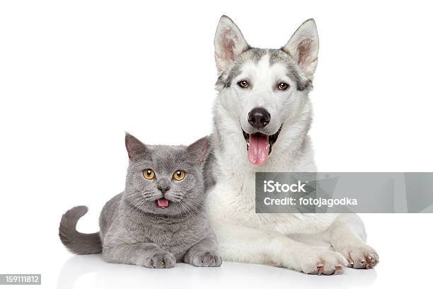 Cat And Dog Together On A White Background Stock Photo - Download Image Now - Dog, Domestic Cat, Happiness