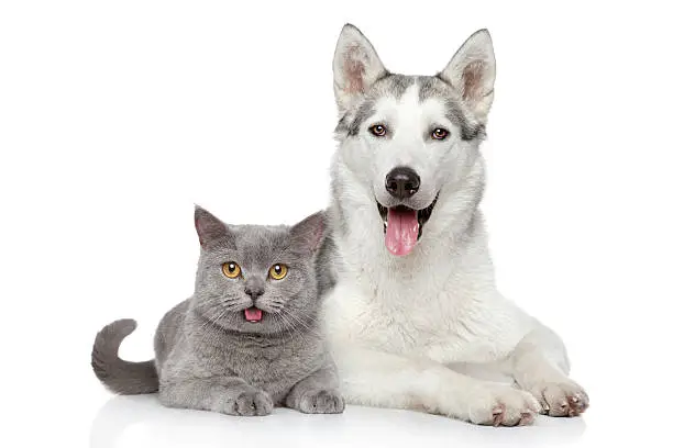 Cat and dog together lying on a white background 