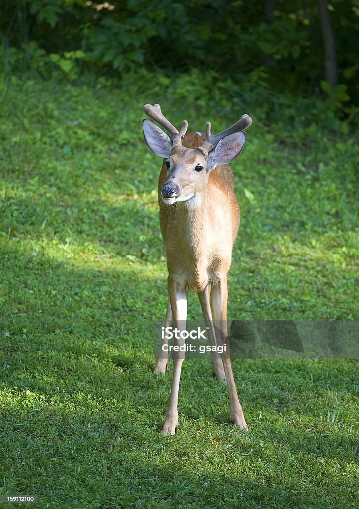 Manhã buck - Foto de stock de Animais Machos royalty-free