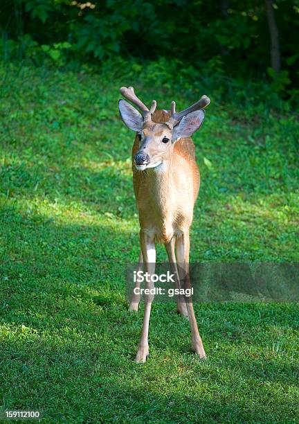 Foto de Manhã Buck e mais fotos de stock de Animais Machos - Animais Machos, Animal, Animal selvagem