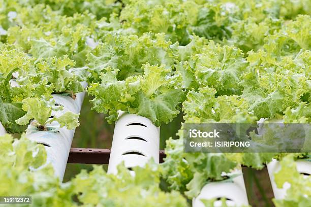 Foto de Legumes Hidropônica É Plantadas Em Um Jardim e mais fotos de stock de Agricultura - Agricultura, Alface, Campo