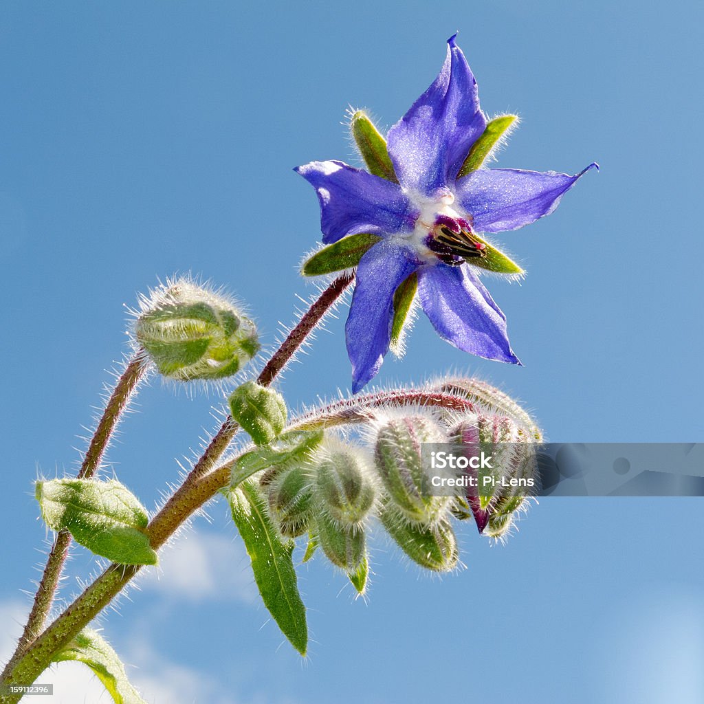 Starflower Borago officinalis bloosom and buds Starflower (Borago officinalis) blossom and buds against sunny blue summer sky. Beauty In Nature Stock Photo