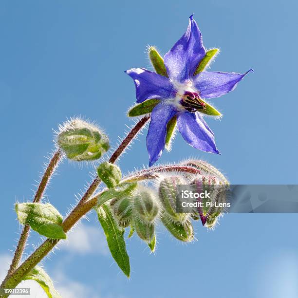 Starflower Borago Officinalis Bloosom And Buds Stock Photo - Download Image Now - Beauty In Nature, Blossom, Blue