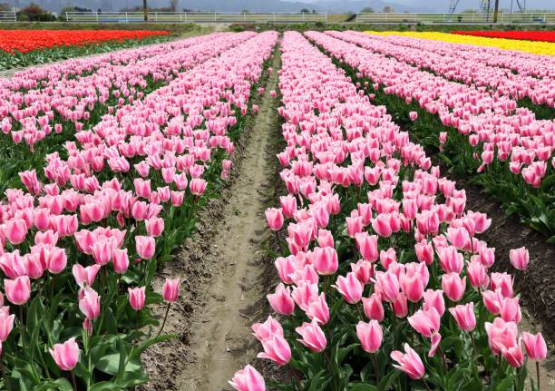 istock Vast  tulip fields in Japan 1591124287