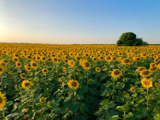 istock Beautiful sunflowers field 1591125811