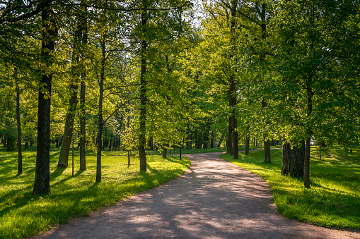 View of the alley in Gatchinsky Park on a sunny summer day, Gatchina, Leningrad region, Russia