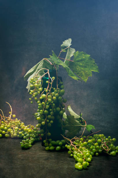 Closeup of a branch of grape vine with grapes clusterCloseup of a branch of grape vine with grapes cluster