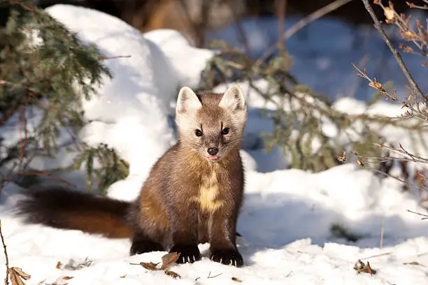 Photo of marten