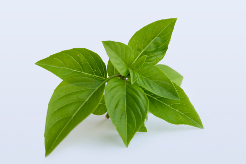 Basil leafs in isolated background
