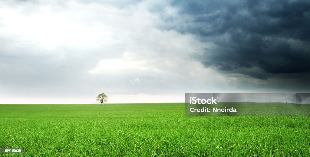 Albero solitario in un campo - Foto stock royalty-free di Agricoltura