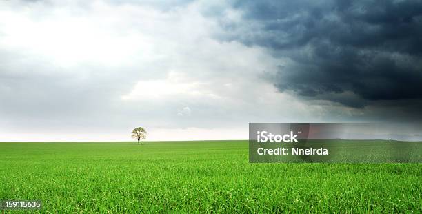 Albero Solitario In Un Campo - Fotografie stock e altre immagini di Agricoltura - Agricoltura, Albero, Ambientazione esterna