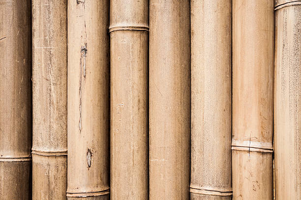 bamboo stock photo