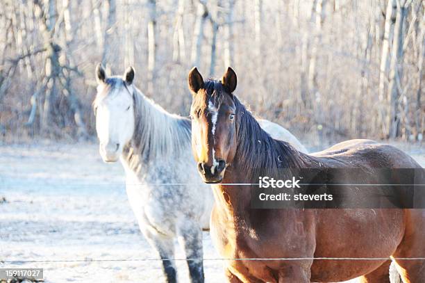 두 마리 가축에 대한 스톡 사진 및 기타 이미지 - 가축, 갈색, 농장