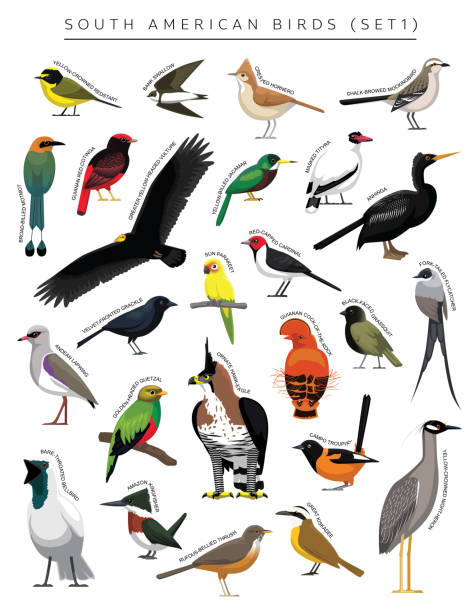ilustraciones, imágenes clip art, dibujos animados e iconos de stock de south american birds set cartoon vector character 1 - anhinga