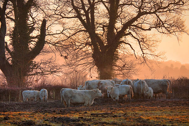 istock Cows in Winter, Cotswolds, England 159117322